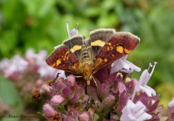 137217-Muntvlindertje-Pyrausta-aurata