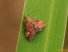 137219-Muntvlindertje-Pyrausta-aurata