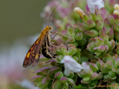 137225-Muntvlindertje-Pyrausta-aurata