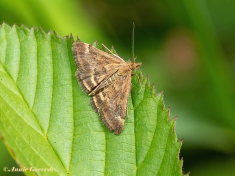 137415-Weegbreemot-Pyrausta-despicata