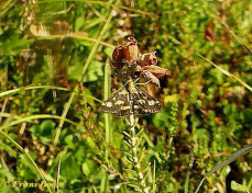 137815-Pupermot-Pyrausta-purpuralis
