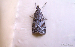 138415-Oranje-granietmot-Scoparia-pyralella