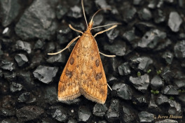 139015-Oranje-kruidenmot-Udea-ferrugalis