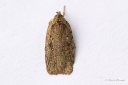 141615-Roodvlekkaartmot-Agonopterix-ocellana