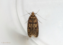 203315-Bruine-huismot-Hofmannophila-pseudospretella