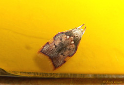 205615-Vuurmot-Carcina-quercana