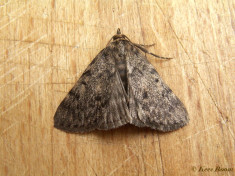 217616-Vetmot-Aglossa-pinguinalis
