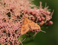 219215-Strooiselmot-Endotricha-flammealis