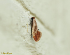 232215-Auroramot-Tinea-semifulvella