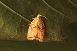 235415-Kleine-boogbladroller-Acleris-forsskaleana