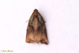 242615-Grote-appelbladroller-Archips-podana