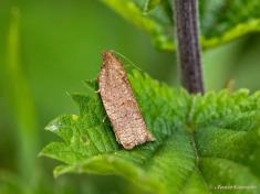 242715-Heggenbladroller-Archips-rosana