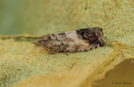 250415-Gewone-spiegelmot-Cydia-splendana