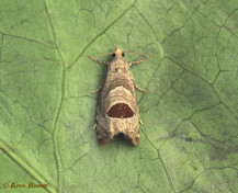 264515-Bramenbladroller-Notocelia-uddmanniana