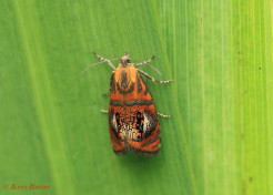 264615-Geisha-Olethreutes-arcuella