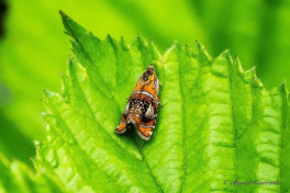 264616-Geisha-Olethreutes-arcuella