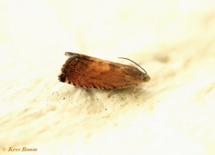 265315-Morgenroodbladroller-Pammene-aurita