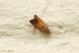 265316-Morgenroodbladroller-Pammene-aurita