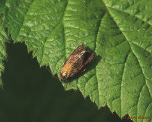 270415-Koraalbladroller-Ptycholoma-lecheana