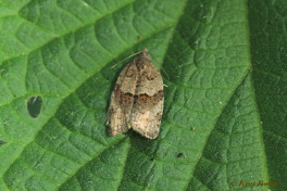 272315-Struikbladroller-Syndemis-musculana