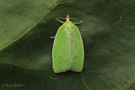 272715-Groene-eikenbladroller-Tortrix-viridana