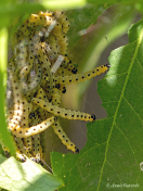 274816-Kardinaalsmutsstippelmot-Yponomeuta-cagnagella