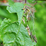 274915-Vogelkersstippelmot-Yponomeuta-evonymella
