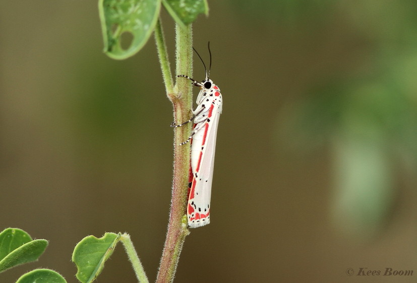 027.015-Ornate moth - Utethesia ornatrix