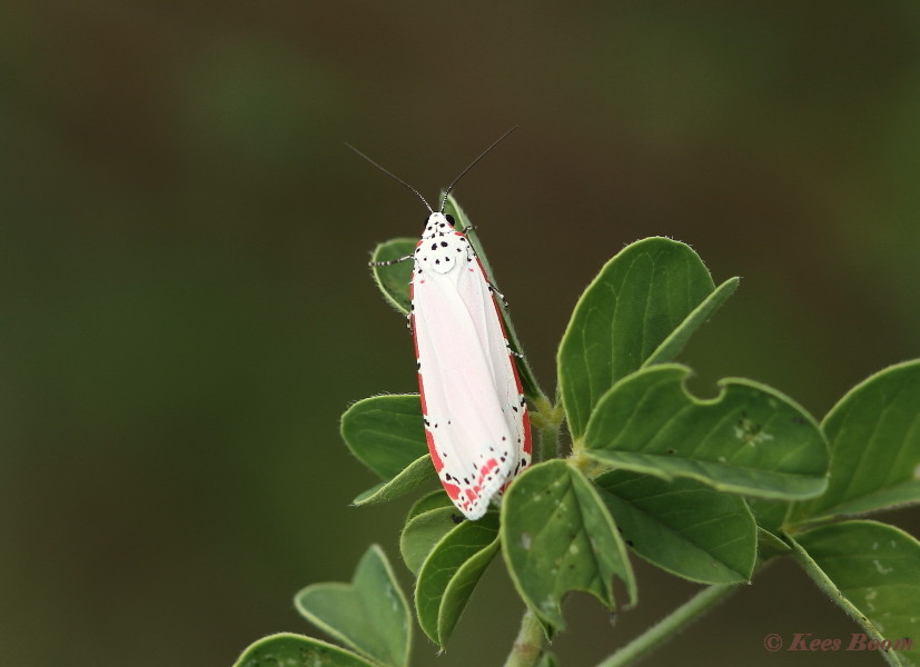027.017-Ornate moth - Utethesia ornatrix