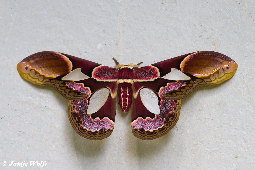 354.950- Rothschild's silk moth - Rothschildia erycina
