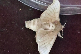 015.550B-Zijdevlinder-of-Domestic-silk-moth-Bombyx-mori