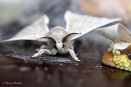 015.550D-Zijdevlinder-of-Domestic-silk-moth-Bombyx-mori
