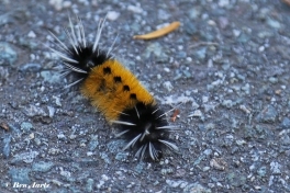 023.161-Spotted-tussock-moth-Lophocampa-maculata