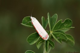 027.016-Ornate moth - Utethesia ornatrix