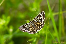 031.330-Mi-vlinder-Euclidia-mi.jpg