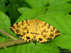 096.616- Boterbloempje - Pseudopanthera macularia