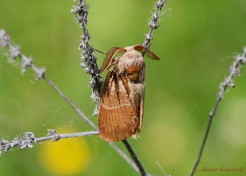 173.826- Veelvraat - Macrothylacia rubi