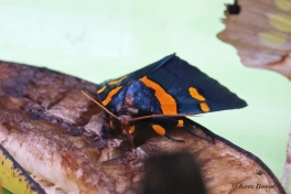 192.715-African-peach-moth-Egybolis-vaillantina