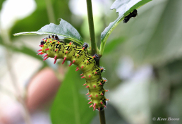 352.733-Suraka-Silk-Moth-Antherina-suraka