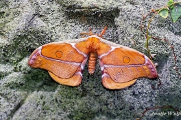 352.740-Suraka-silk-moth-Antherina-suraka