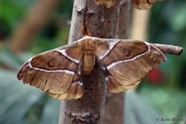 352.750-Suraka-silk-moth-Antherina-suraka