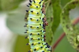 354.865-Cecropia-moth-Hyalophora-cecropia
