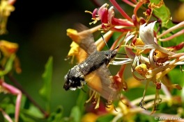 365.115-Kolibrievlinder-Macroglossum-stallatarum