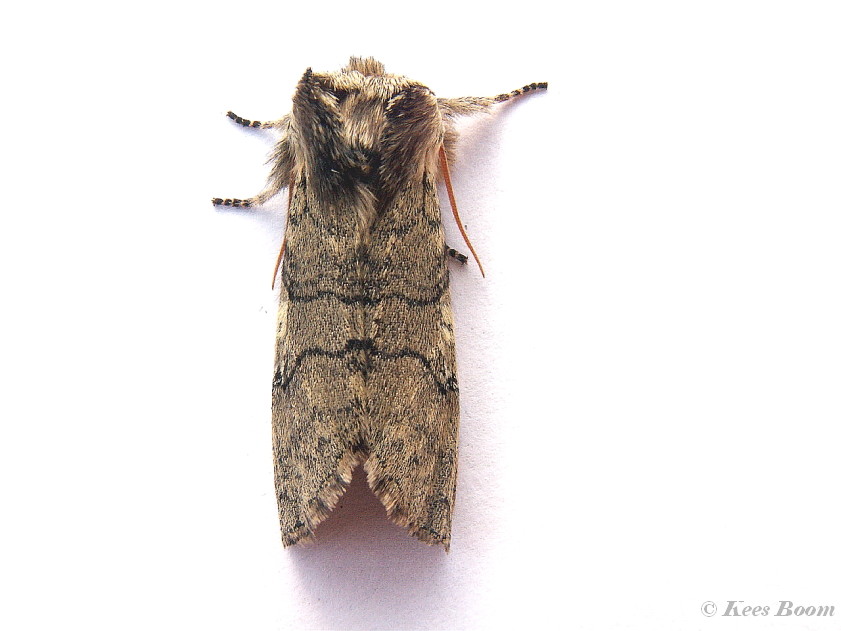 08001-Lente-orvlinder - Achlya flavicornis