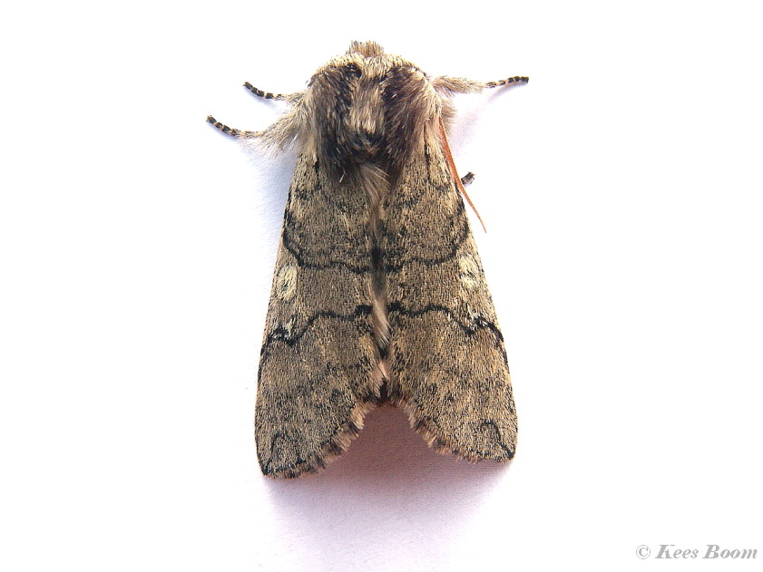 08003-Lente-orvlinder - Achlya flavicornis