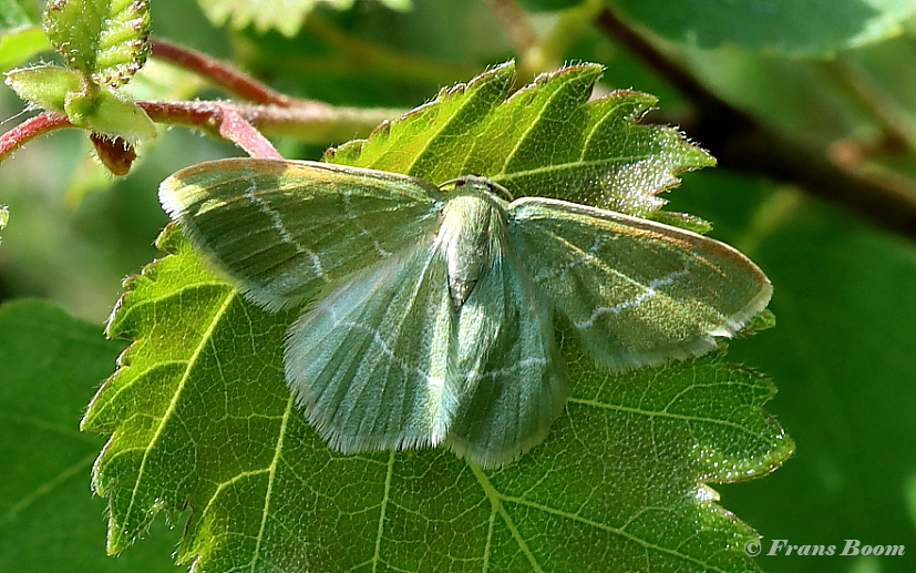 09785-Smaragdgroene-zomervlinder-Chlorissa-viridata