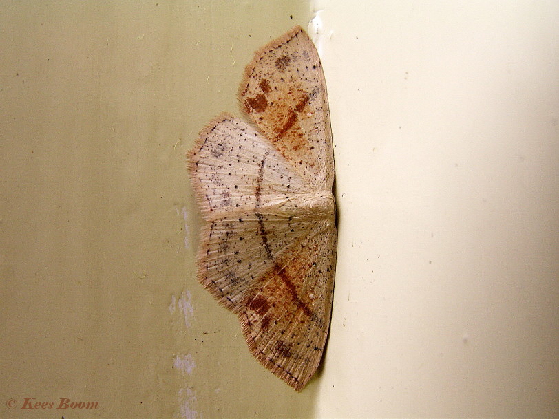 10495-Gestippelde oogspanner - Cyclophora punctaria