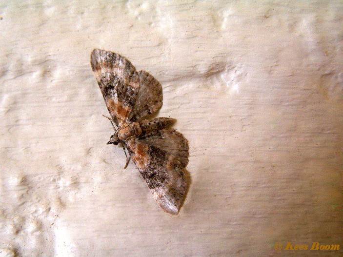 26443-Vlasbekdwergspanner - Eupithecia linariata