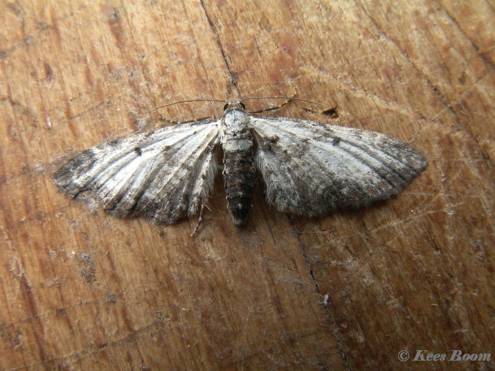 29024-Witvlakdwergspanner - Eupithecia succenturiata