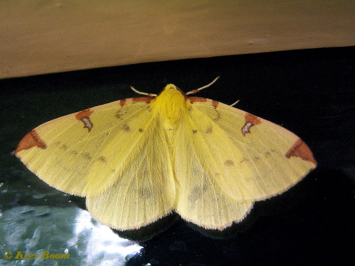 36584-Hagedoornvlinder - Opisthograptis luteolata